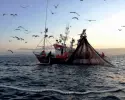 Azores Seafood Export Business