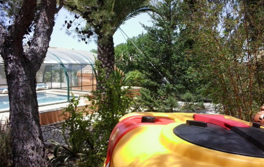 Palm Trees in the Algarve
