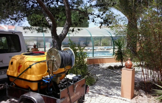 Palm Trees in the Algarve
