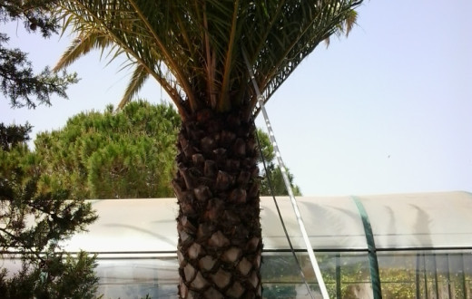 Palm Trees in the Algarve