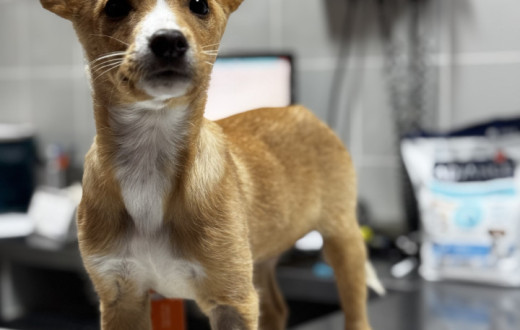 Trespassse Clinica Veterinária