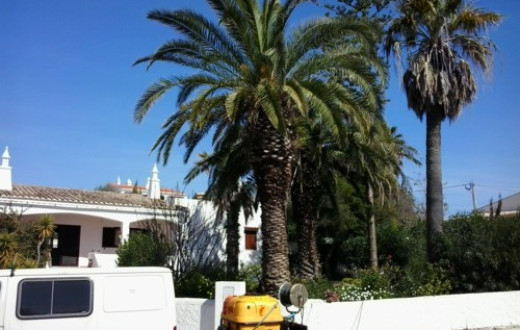 Pest Control Company - Algarve