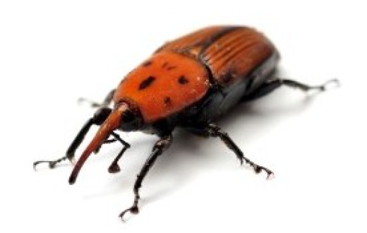 Pest Control Company - Algarve