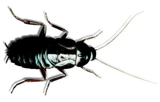 Pest Control Company - Algarve